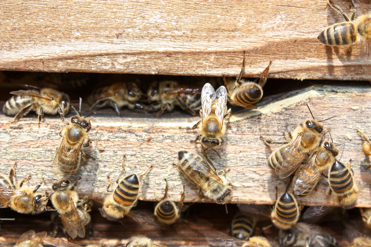 The Role of Bees in Urban Sustainability